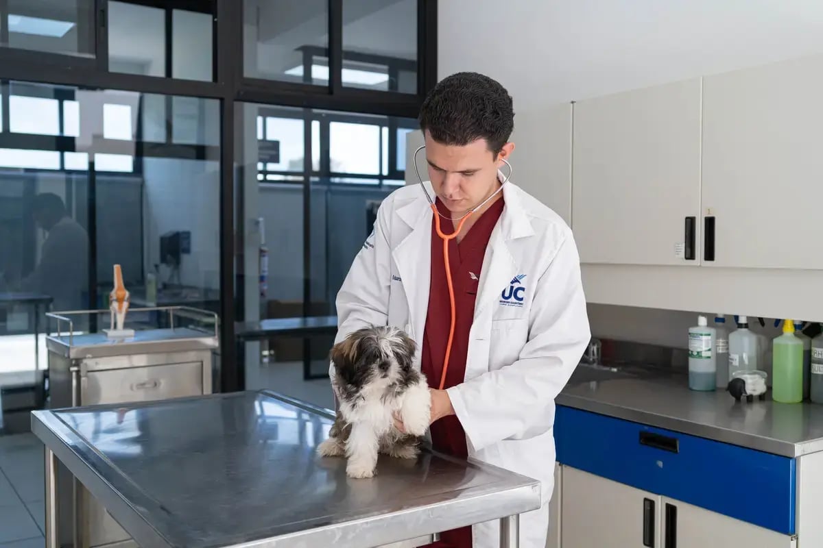 Veterinario-cachorro