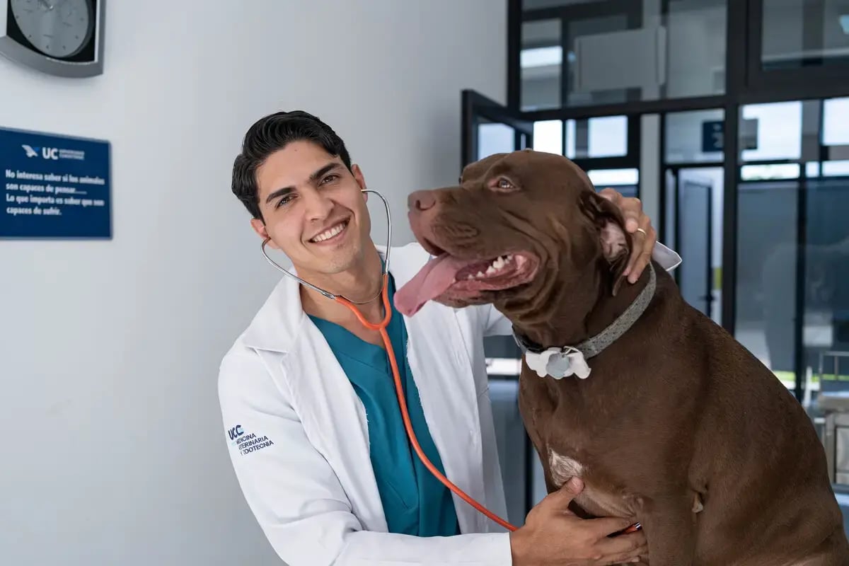 Veterinario